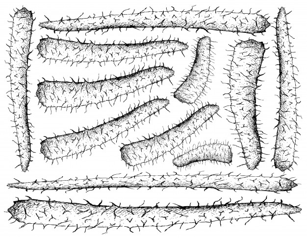 手绘山药插画