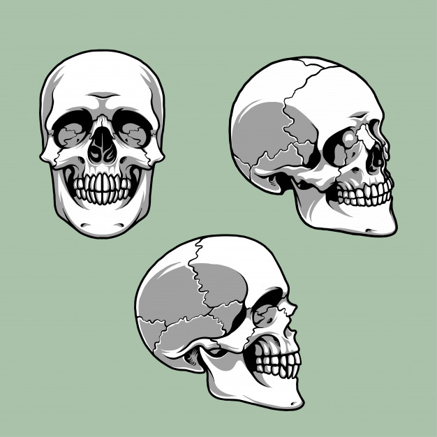 正面侧面及45度角的骷髅头插画