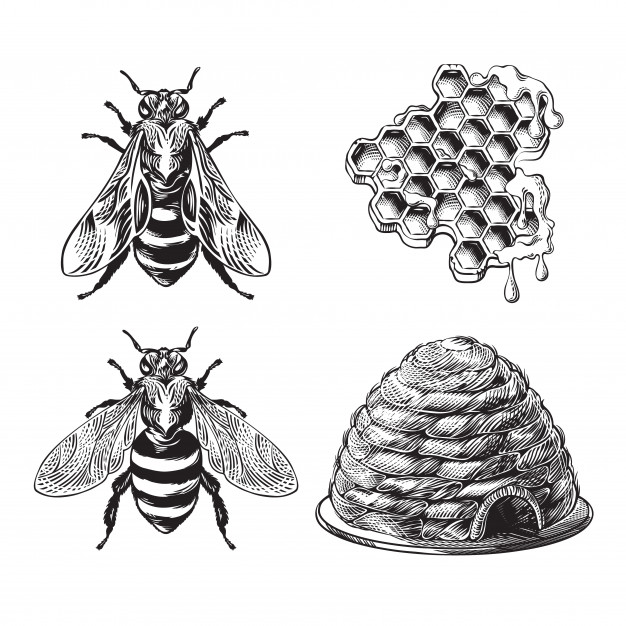 手绘蜜蜂蜂巢复古插画