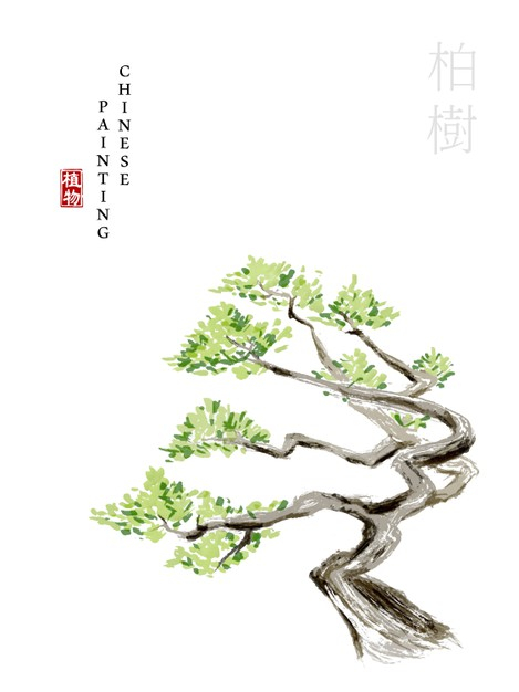 水彩中国风水墨画艺术植物插画柏树