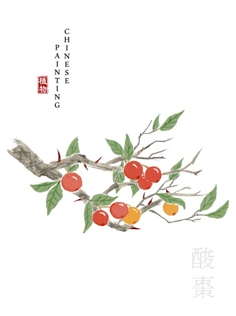 水彩中国风水墨画艺术植物插画酸枣