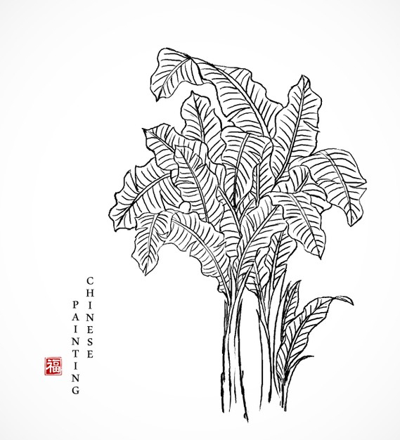 中国风白描芭蕉叶线条线稿插画