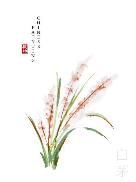 水彩中国风水墨画艺术植物插画白茅