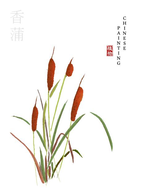 水彩中国风水墨画艺术植物插画香蒲