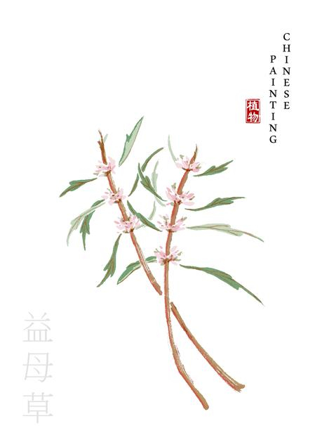 水彩中国风水墨画艺术植物插画益母草