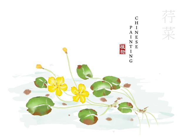 水彩中国风水墨画艺术植物插画荇菜