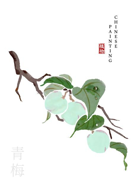 水彩中国风水墨画艺术植物插画青梅