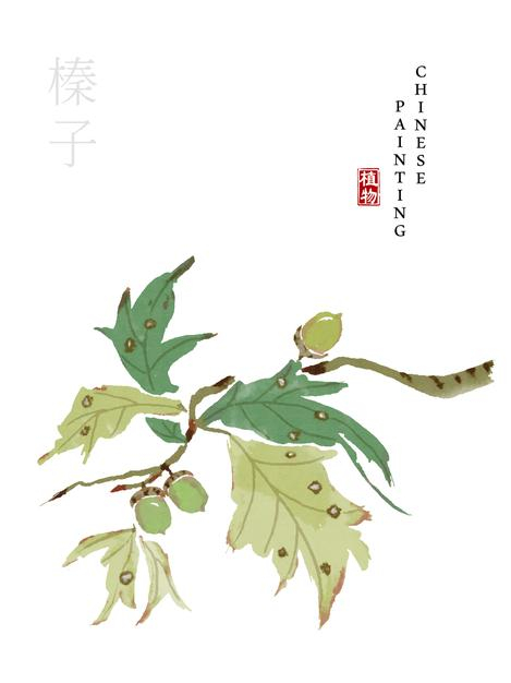 水彩中国风水墨画艺术植物插画榛子