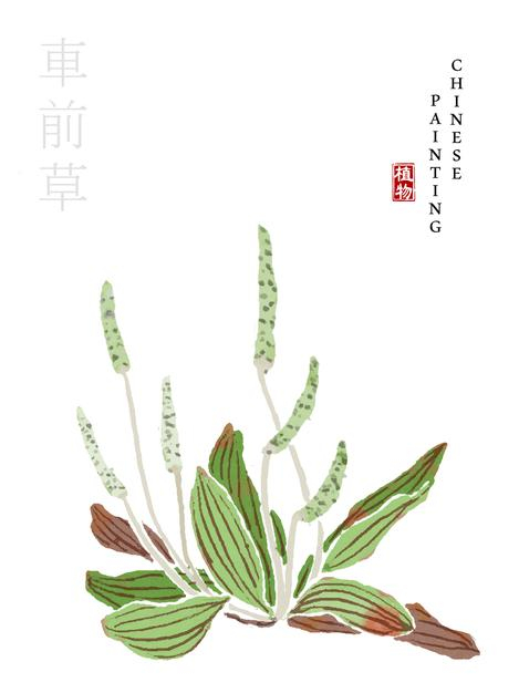 水彩中国风水墨画艺术植物插画车前草