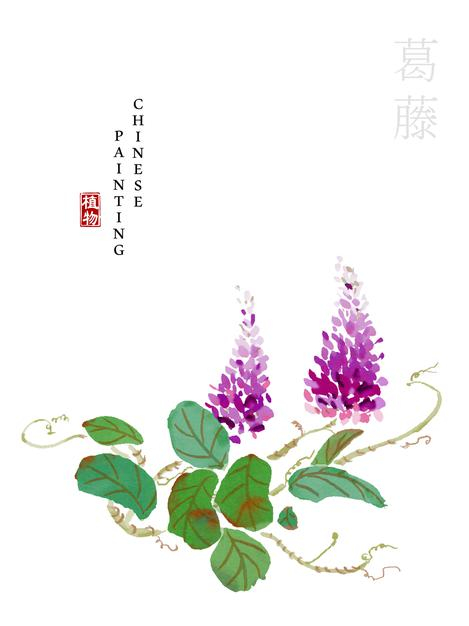 水彩中国风水墨画艺术植物插画葛藤