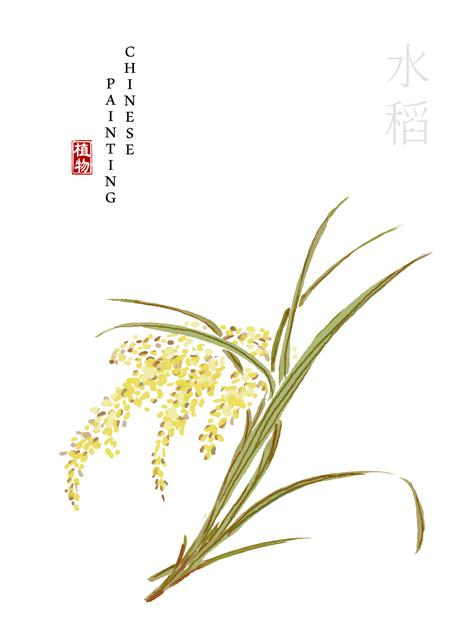 水彩中国风水墨画艺术植物插画水稻