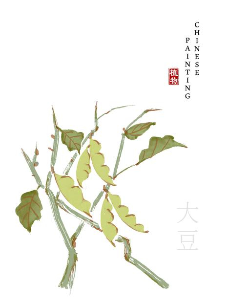 水彩中国风水墨画艺术植物插画大豆