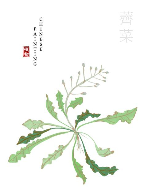 水彩中国风水墨画艺术植物插画荠菜