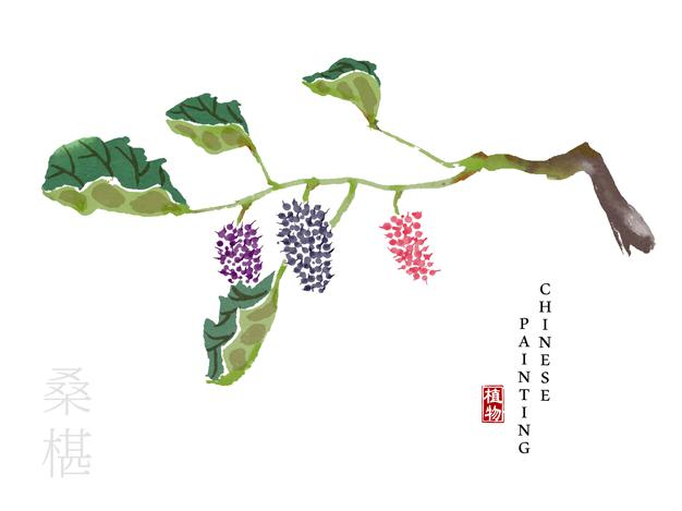 水彩中国风水墨画艺术植物插画桑葚