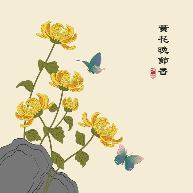 中国风水彩菊花插画